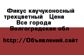 Фикус каучуконосный трехцветный › Цена ­ 500 - Все города  »    . Волгоградская обл.